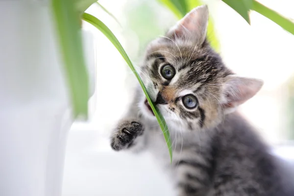 yaprakları ile oynayan kedi
