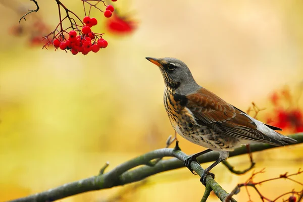 Een vogel poseren — Stockfoto