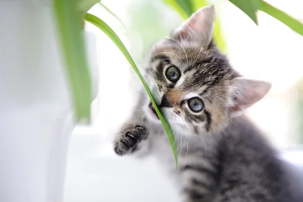 Katze spielt mit Blättern Stockbild