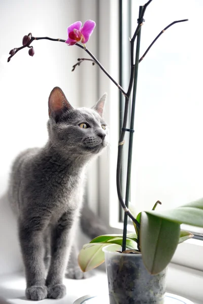 kedi ve orkide