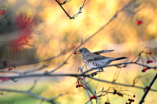 Einen Vogel posieren Stockbild