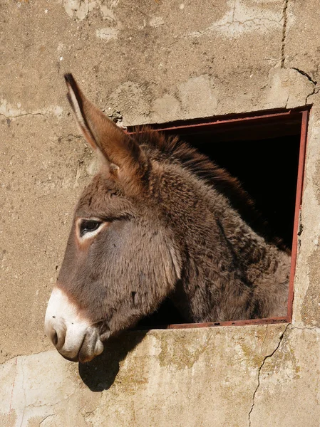 Esel am Fenster — Stockfoto