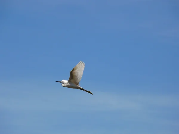 Cattle egret — Stock Photo, Image