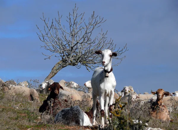 Kozy a ovce — Stock fotografie