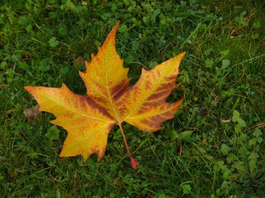 oryantal kuru muz yaprağı