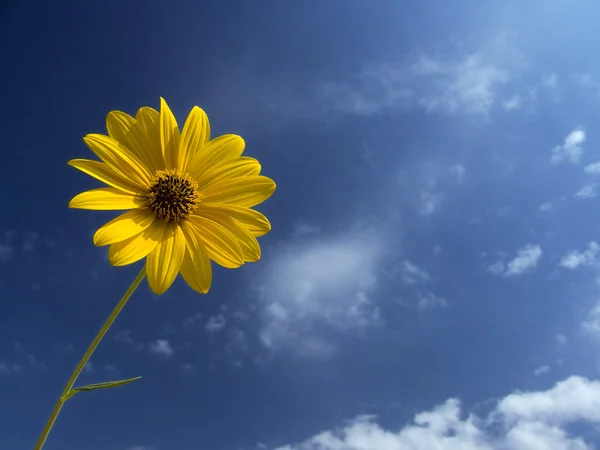 Yellow flower of Jerusalem artichoke (Helianthus tuberosus)