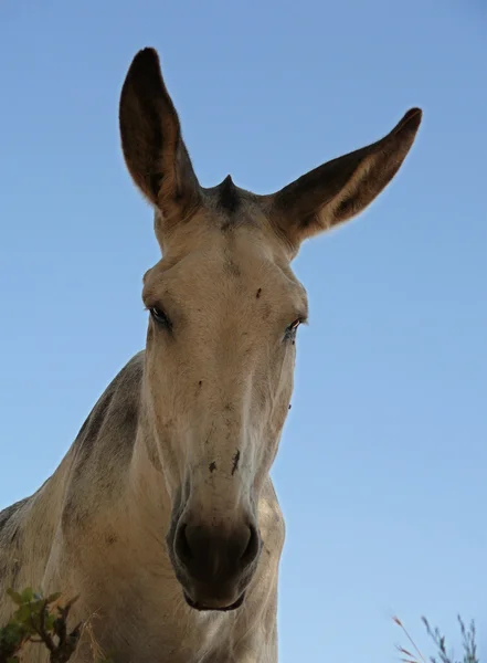 Nieuwsgierig witte ezel — Stockfoto