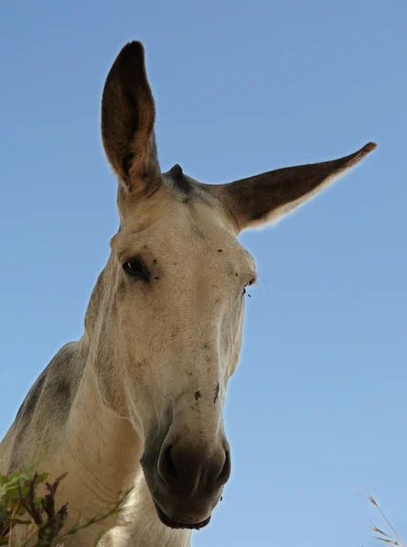 Whithe Donkey — Stock Photo, Image