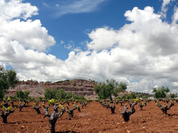 Paesaggio con vigneti — Foto Stock