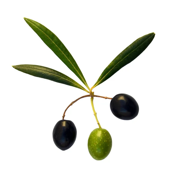 Üç zeytin ve üç yaprak