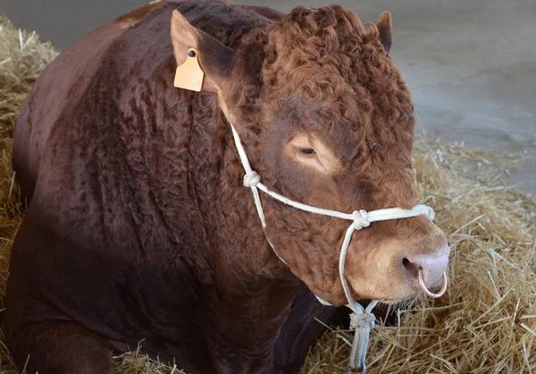 Limousin býk — Stock fotografie