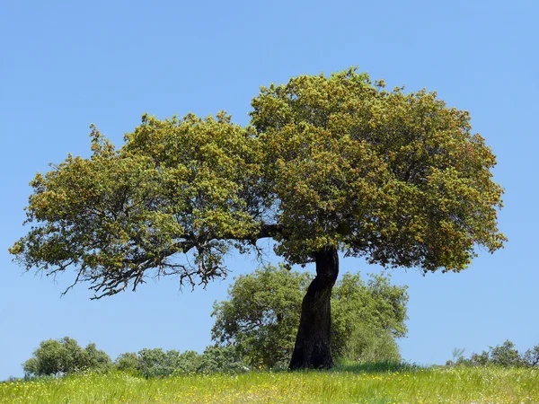 Stenek träd — Stockfoto