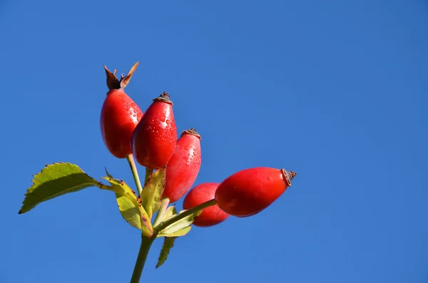 Красные ягоды — стоковое фото