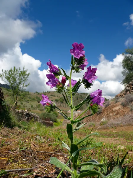 Viper's Bugloss virág — Stock Fotó