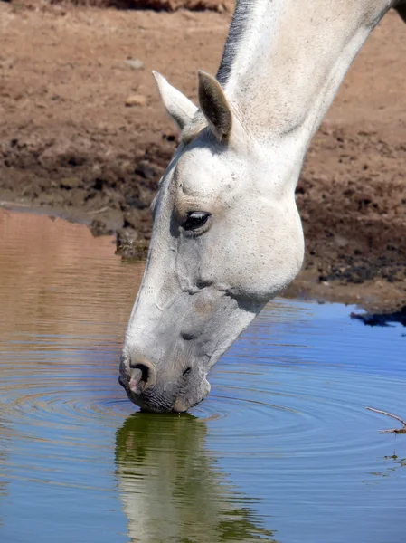 Horse drinking — Stock Photo, Image