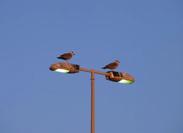 Couple of seagulls — Stock Photo, Image