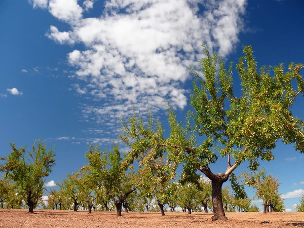 Almond grove — Stock Photo, Image