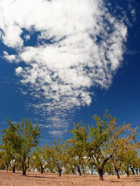 Landscape with almond — Stock Photo, Image