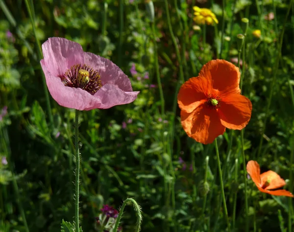 Red and pink poppies — Stock Photo, Image