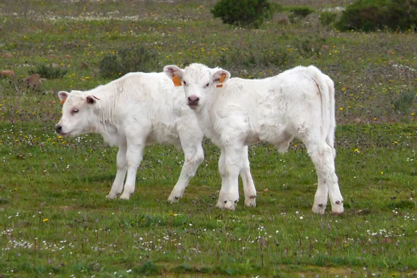 Terneros Charolais Fotos de stock libres de derechos