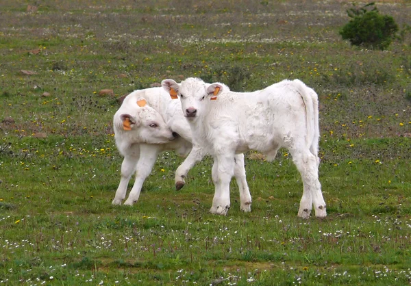 Két charolais borjak Stock Kép