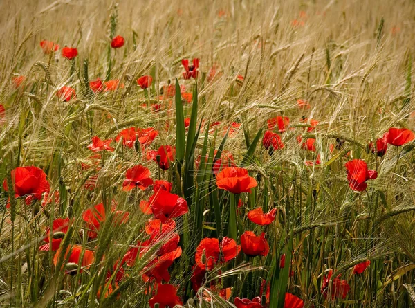 Poppies and ripe wheat — Stock Photo, Image