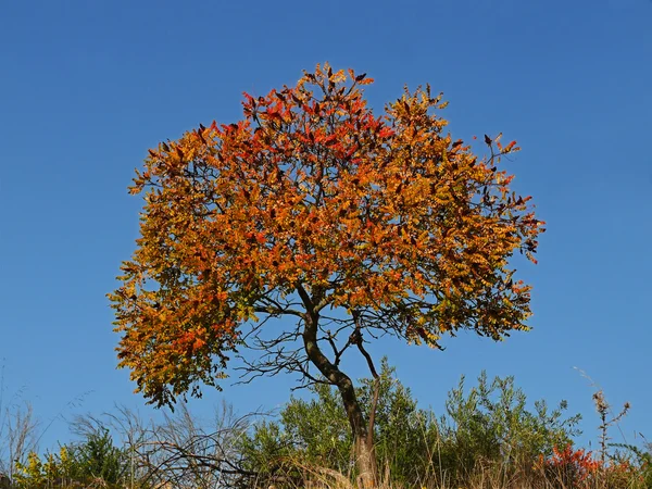Lone Tree — Stock Photo, Image
