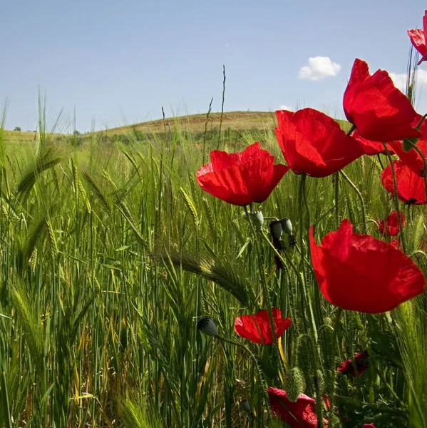 Poppies and green wheat — Stock Photo, Image