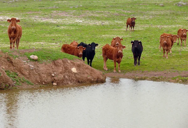 Kühe posieren — Stockfoto