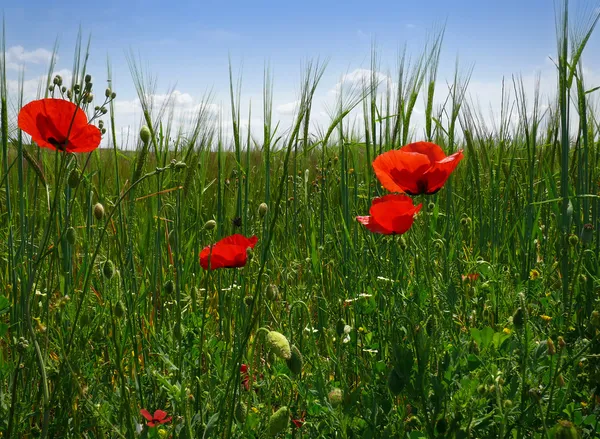 Poppies in the meadow — Stock Photo, Image