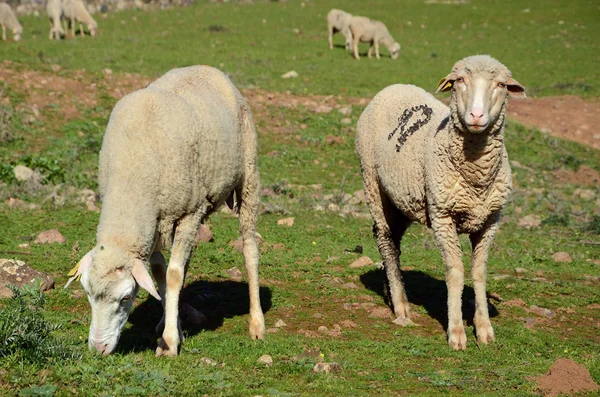 Merino får — Stockfoto