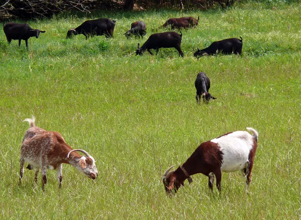 Manada de cabras Imagen de stock