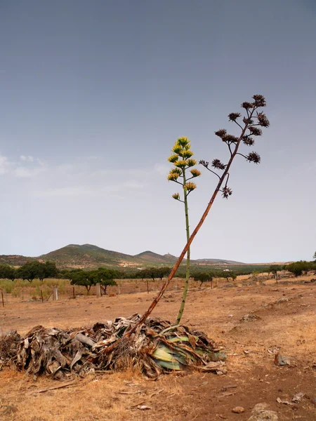 Agave americana çiçek açtı
