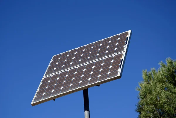 Güneş plaka ve çam ağacı