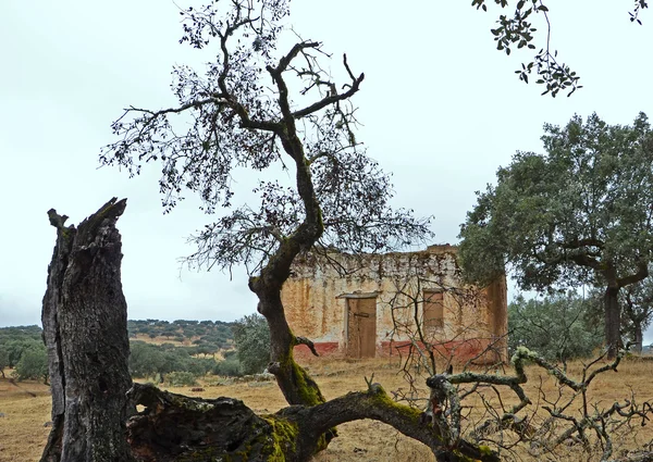 Ruin and death — Stock Photo, Image