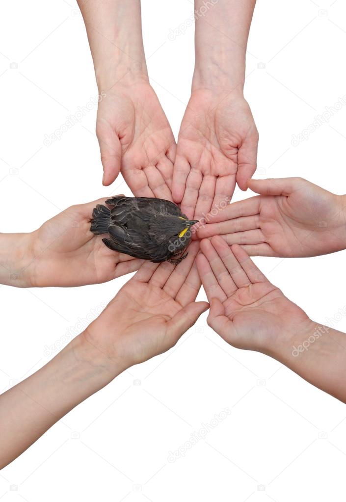 Blackbird on hands together-vertical