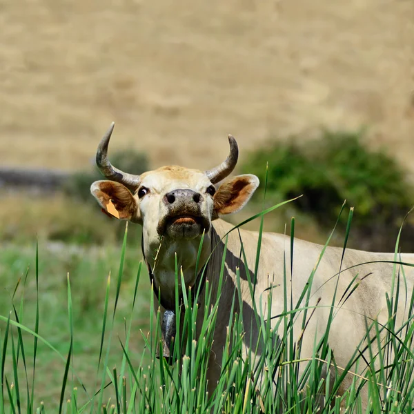 Vaca a olhar para o céu — Fotografia de Stock