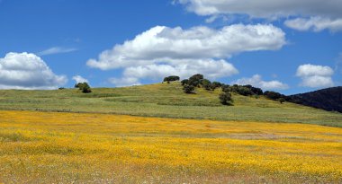 Peyzaj (panoramik görünümü)