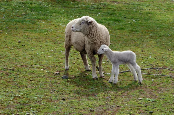 Får och lamm — Stockfoto