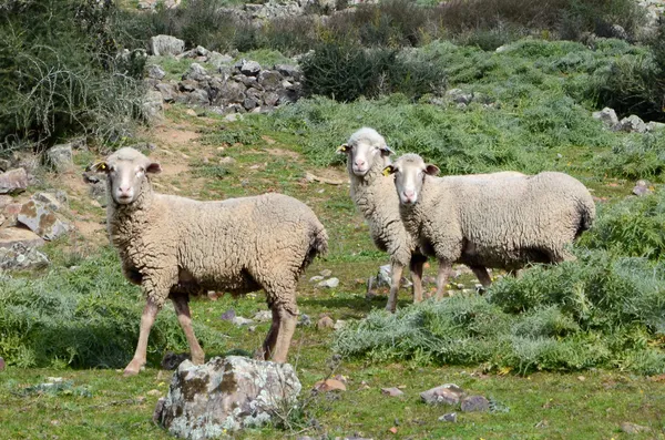 Schapen — Stockfoto