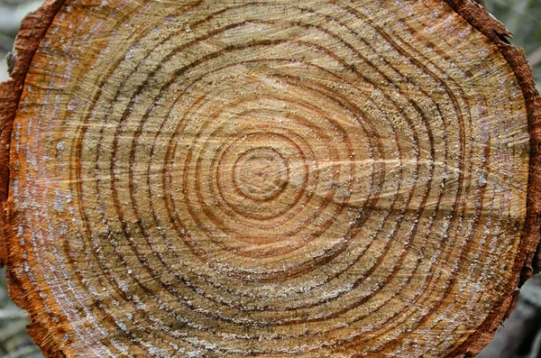 Δαχτυλίδια κορμό δέντρου — Φωτογραφία Αρχείου
