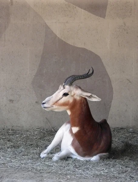 Gazelle — Stockfoto