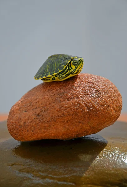 거북 — 스톡 사진