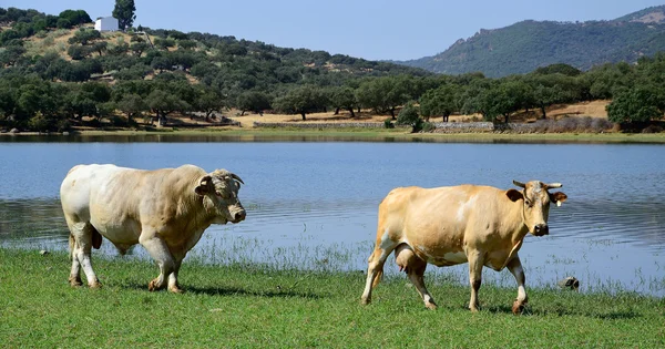 inek ve boğa - panoramik manzara