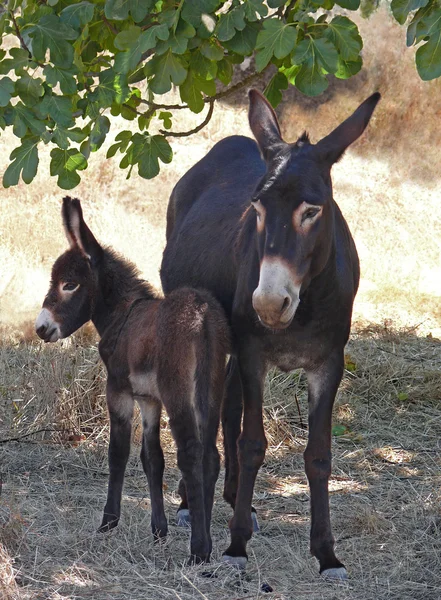 Brown donkeys — Stock Photo, Image