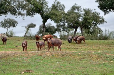 meşe palamudu yemek İber domuz sürüsü