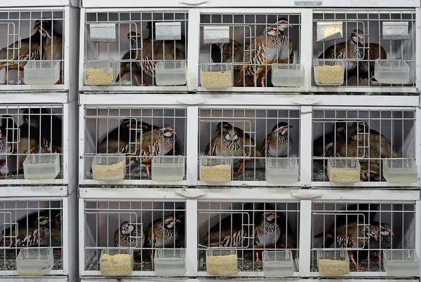 Many partridges in cages — Stock Photo, Image