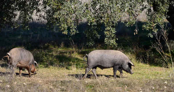 Two Iberian pigs eating (panoramic view) — Stock Photo, Image