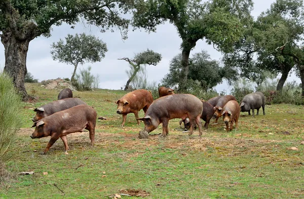 Herde iberischer Schweine und Eichen Stockfoto