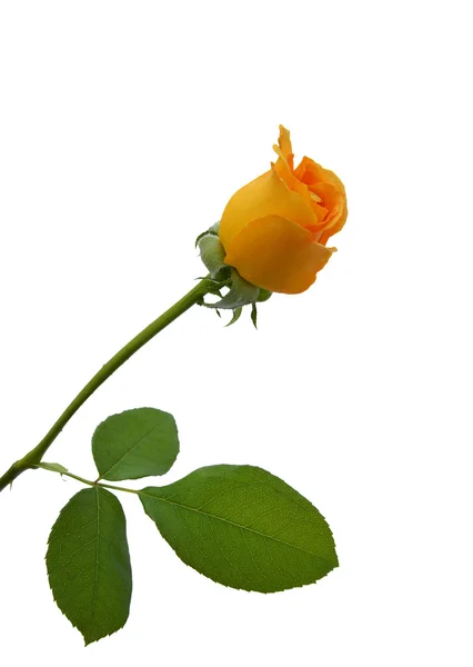 Rosa amarela - vertical — Fotografia de Stock